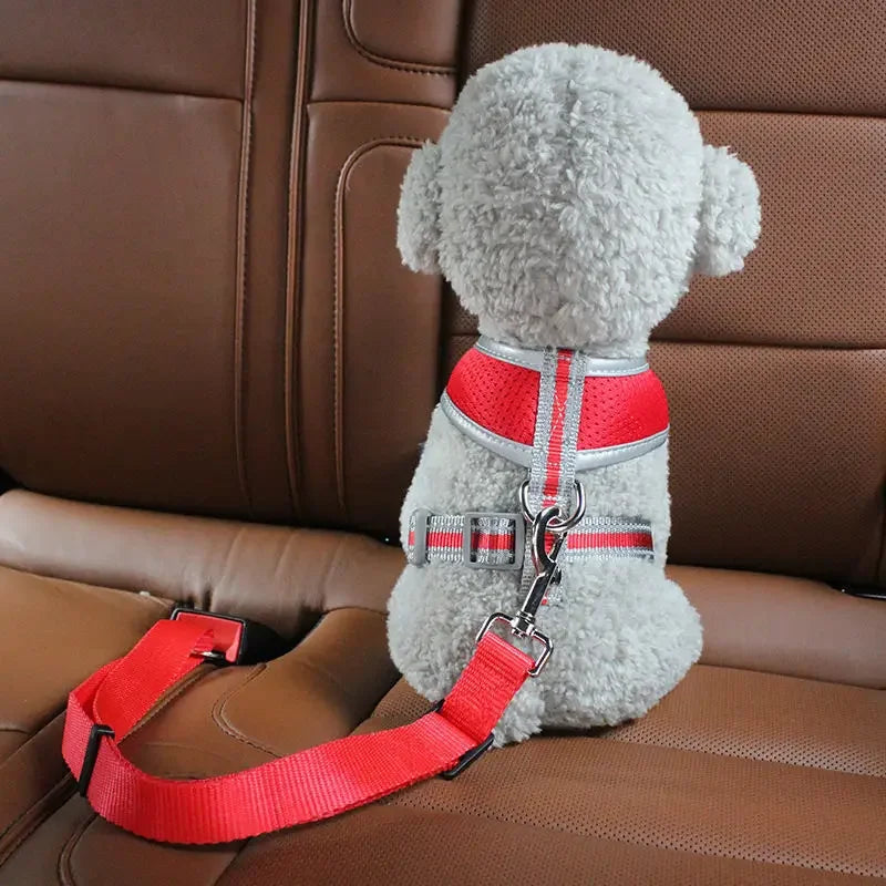 safe dog car