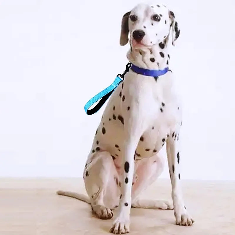 Safe-Dog