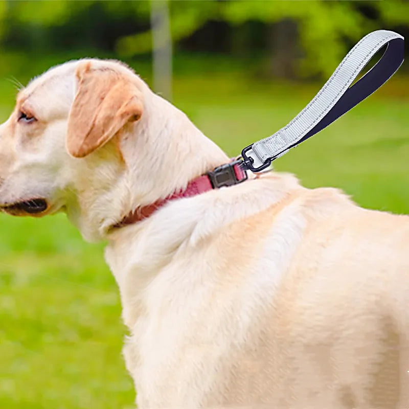 Safe-Dog