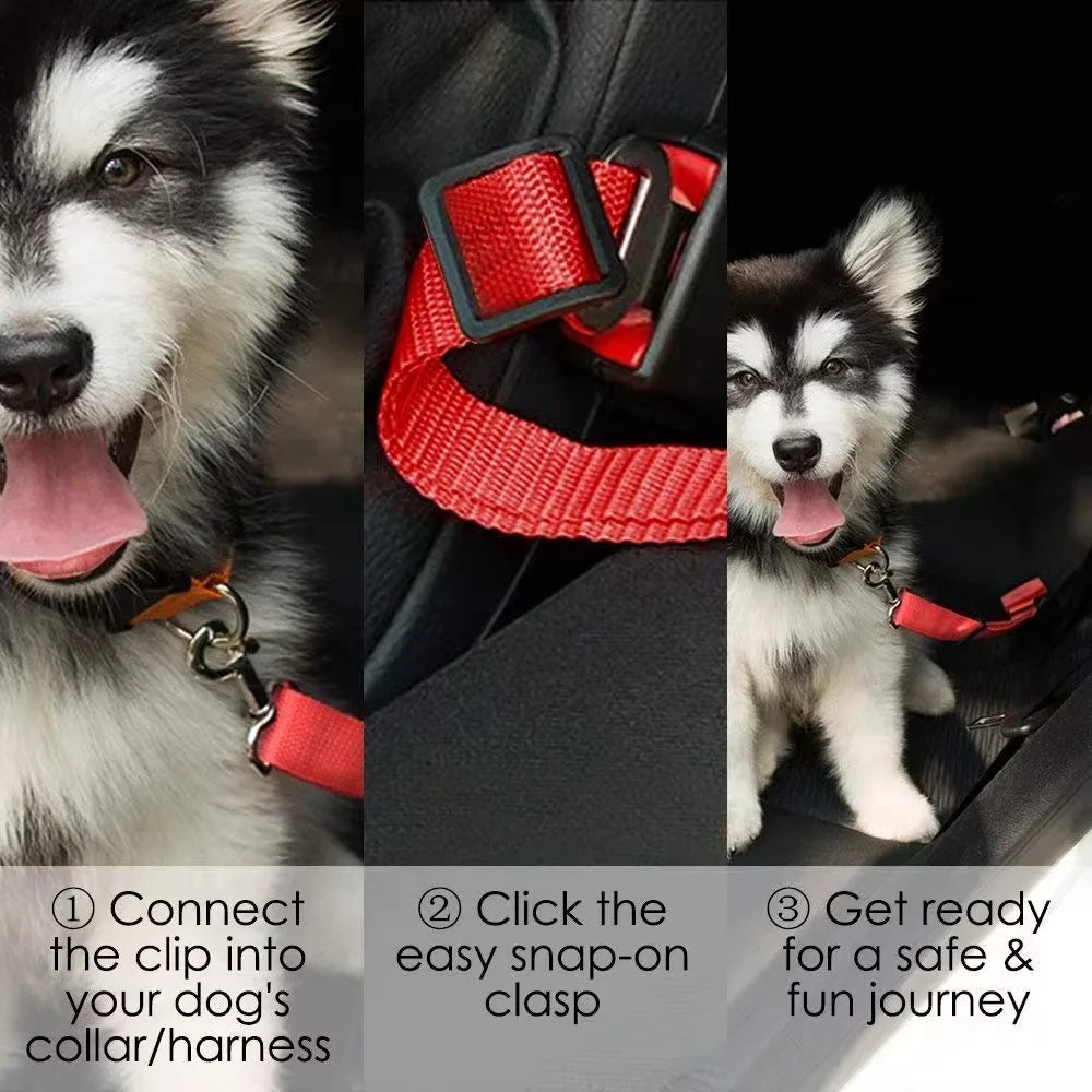 safe dog car